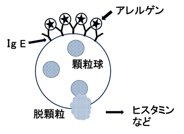図3　マスト細胞（肥満細胞）の脱顆粒イメージ図．