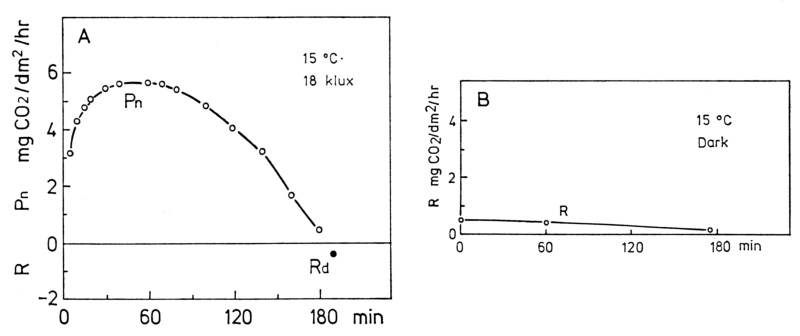 図4. スサビノリ葉状体の空気中における純光合成（Pn, 18 klux）および呼吸（R, 暗所）の経時
        変化（15 ℃）。Rd: 光合成測定後の暗呼吸。（A）は葉令44日の葉状体1個体（面積 34.6 cm2）を、（B）は葉令54日の葉状体5個体（合計面積85.0 cm2）を使用。（Gao and Aruga 1987）