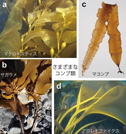 褐藻ジャイアントケルプ(a), サガラメ(b), マコンブ(リシリコンブ)(c), アウレオファイクス.