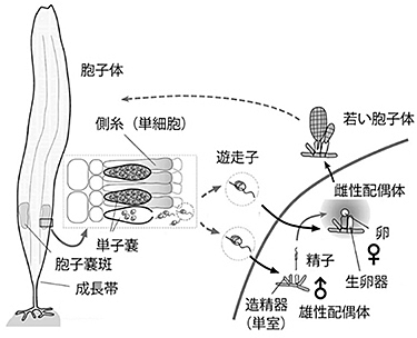 一般的なコンブ類の生活史型.