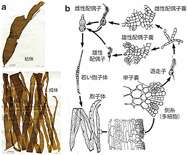 図4 コンブモドキ a. 藻体外観;b. 生活史型.