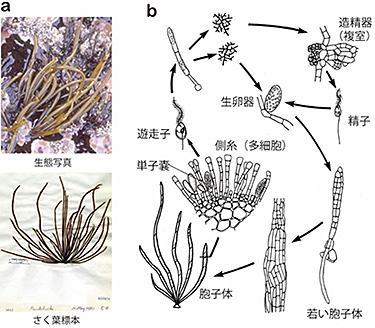 図5 ニセツルモ a. 藻体外観;b. 生活史型.