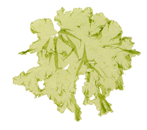 図1 ヒトエグサ葉体