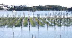 図2 ヒトエグサの養殖風景(三重県英虞湾)