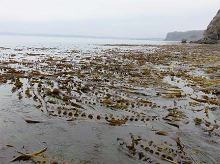 図1 北海道東部沿岸に見られる多様なコンブの天然群落.潮が退いた時の風景(厚岸沿岸).