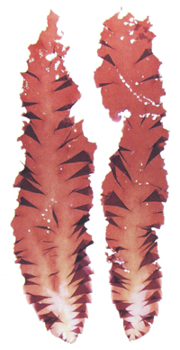 カイガラアマノリの写真