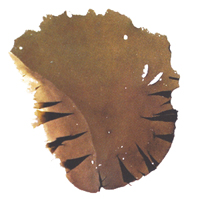 ソメワケアマノリの写真