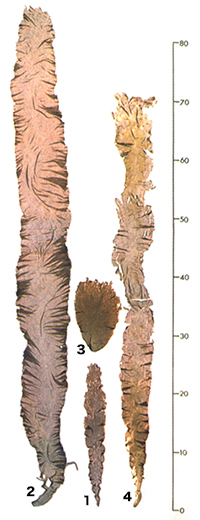 1.野生型アサクサノリ、2.オオバアサクサノリ、3.野生型スサビノリ、4.ナラワスサビノリ(スケールはcm、三浦昭雄1987)