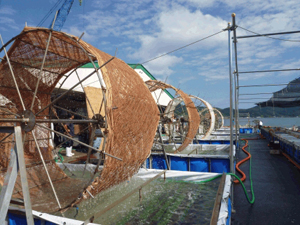 写真左 回る6台の採苗水車(石巻湾)